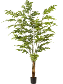 Palm Fishtail Vertakt – Kunstplant 195 cm