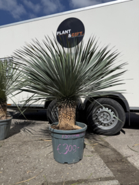 Yucca rostrata 130/45/35