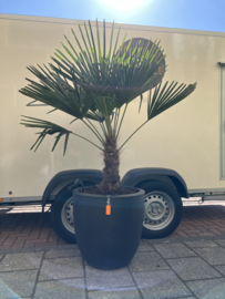 Palm Trachycarpus Fortunei in pot capi smoke zwart