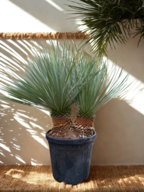 Yucca Rostrata Dubbelstam – 105 cm