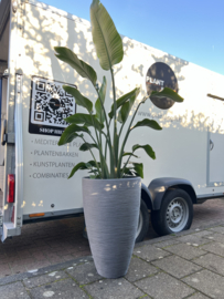 Strelitzia Nicolai in pot lichtgrijs