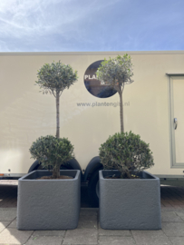 Olea in the cloud compleet in plantenbak steendesign(per stuk)