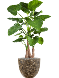 Alocasia Calidora in Baq Lava – Zijde verlijmd (Kunstplant)