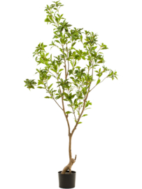 Kunstplant Tea Leaf vertakt "Boom van het Theeblad"