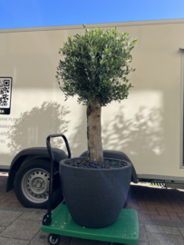 Olea europaea XL stam in betonlook pot antraciet