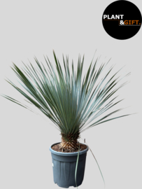 Yucca rostrata – 110 cm – Potmaat 30 cm