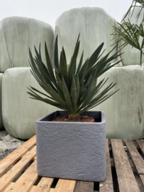 Yucca Gloriosa ‘Lone Star’ – Compleet in Lichtgrijze Plantenbak