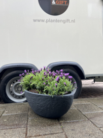 Steendesign schaal met lavendel XL