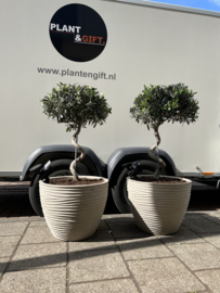 Olijfboom spiraalvorm in luxe pot sand (per stuk)