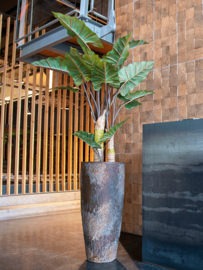 Kunstplant Alocasia vertakt 160cm