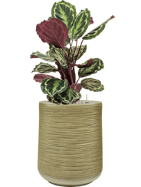 BAQ Dune darcy (meerdere kleuren)