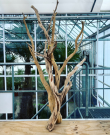 Ghostwood sandblasted - 180cm