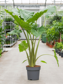 Alocasia 'Portodora'