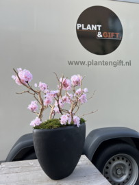 Polystone compleet met bloesem en ghostwood