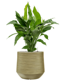 BAQ Darcy green