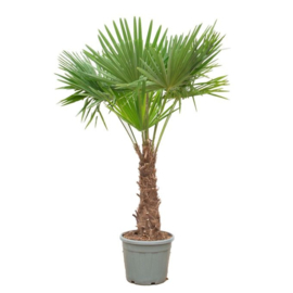 Trachycarpus Fortunei – Chinese Waaierpalm – 240 cm (Potmaat 45cm)