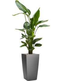 Strelitzia nicolai in Lechuza Cubico