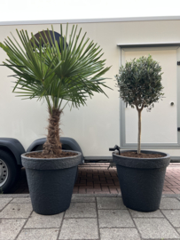 Olijfboom compleet in pot antraciet D58/155
