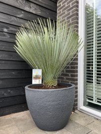 Yucca rostrata in pot steen design