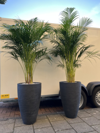 Antraciet pot inclusief Dypsis kamerplant