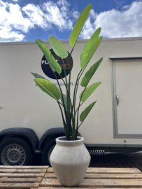 Kunstplant Strelitzia Nicolai in Mineral Fleuri Travertine beige