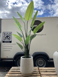 Kunst Strelitzia Nicolai in pot Harrith beige