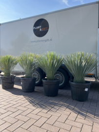 Yucca Rostrata 100/40  (per stuk)