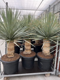 Yucca rostrata 130/P50 per stuk
