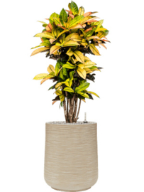 BAQ Dune darcy (meerdere kleuren)