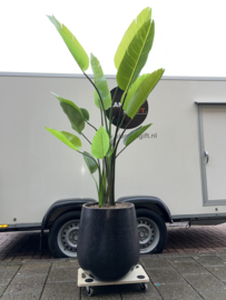 Kunst strelitzia real touch compleet met terazzo black