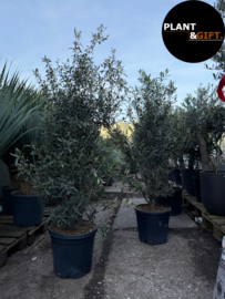 Olijfstruik groot formaat – ca. 180 cm | Potmaat 35 cm (Per stuk)