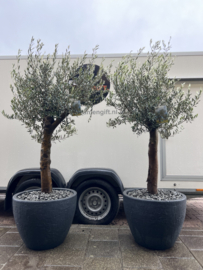 Olijfboom bonsaivorm compleet in antraciet pot betonlook