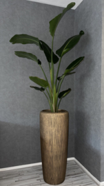 Twist vase bronze  x Strelitzia Nicolai