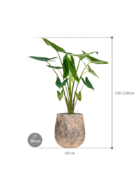 Alocasia Zebrina in Atlas plantenbak