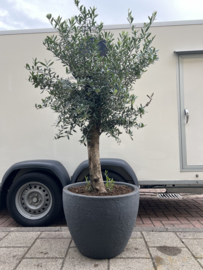 Olijfboom bonsaivorm compleet in antraciet pot betonlook