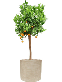 BAQ Dune cylinder (beige/green/brown)