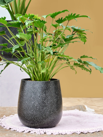 Baq Terrazzo Balloon Black