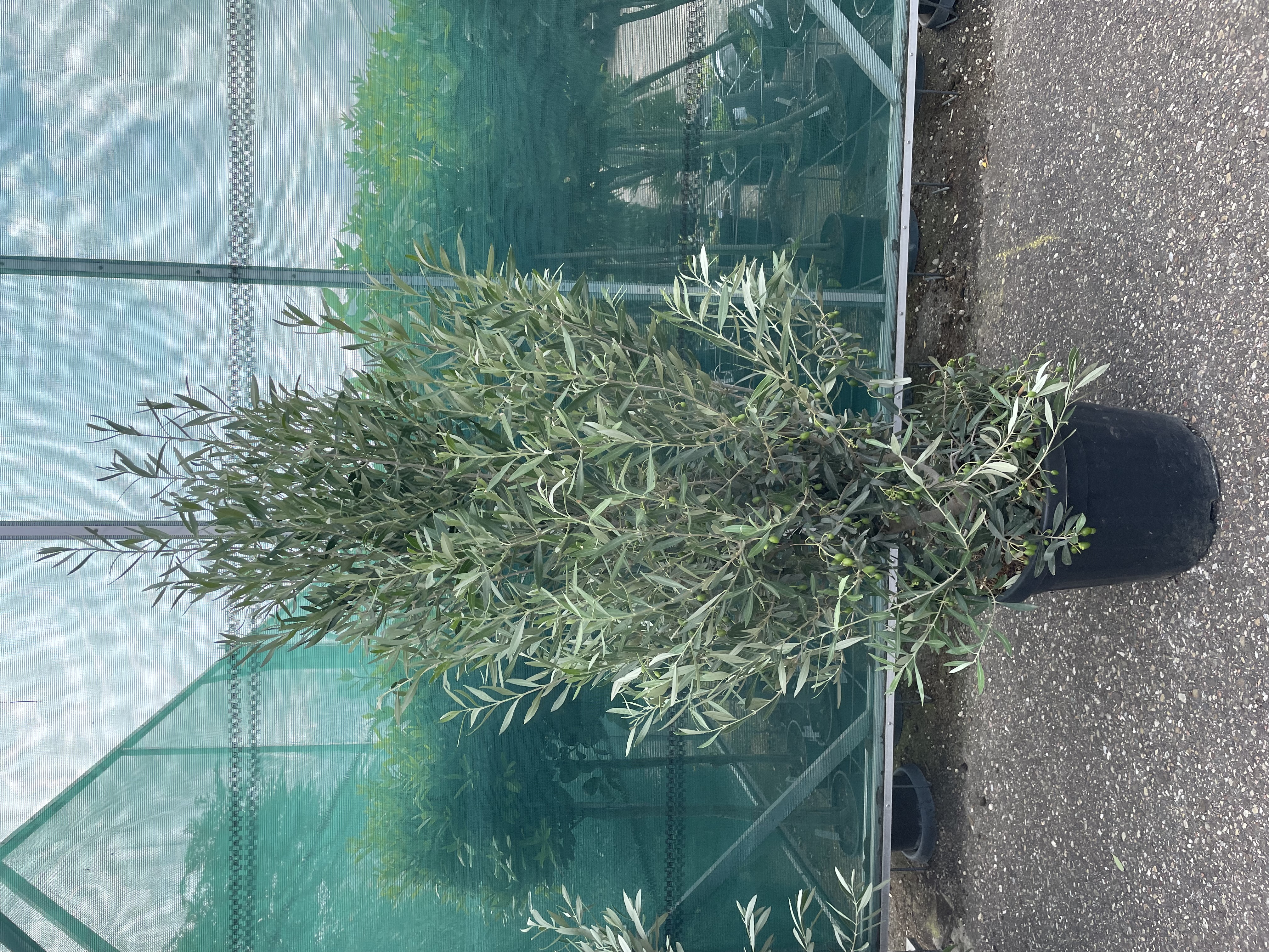Olea bush (Olijfstruik)