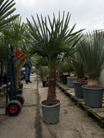 Trachycarpus Fortunei 150/160