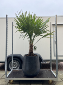 Terazzo black compleet met palm trachycarpus fortunei