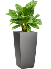Aglaonema ‘Stripes’ in Lechuza Cubico