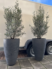 Olijfstruik in luxe antraciet pot (per stuk)