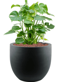 Argento egg pot zwart