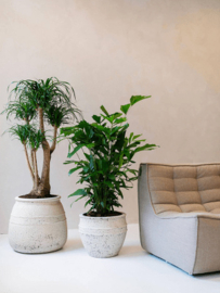 Athena L Chalk White – Ficonstone Bloempot