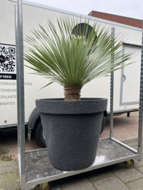 Yucca Rostata in pot antraciet (D80cm), hoogte ca. 150cm + gratis lichtspot!