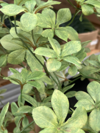 Kunstplant Tropaeolum vertakt groen 185cm