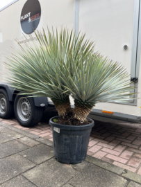 Yucca rostrata - elata dubbelstam 110/P35