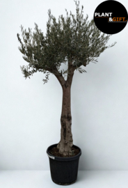 Olijfboom op stam 225–250 cm – Potmaat 60 cm
