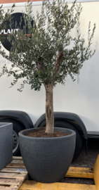 Olea europaea compleet in steendesign pot antraciet
