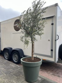 Olijfboom compleet in pot matte groen of matte zwart